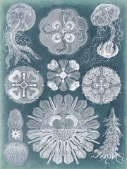 Sealife Blueprint IV
