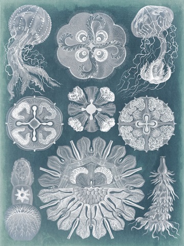 Sealife Blueprint IV