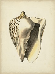 Sealife Collection I