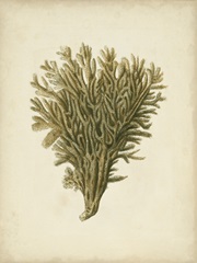 Sealife Collection II