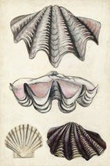 Seashore Field Notes IV