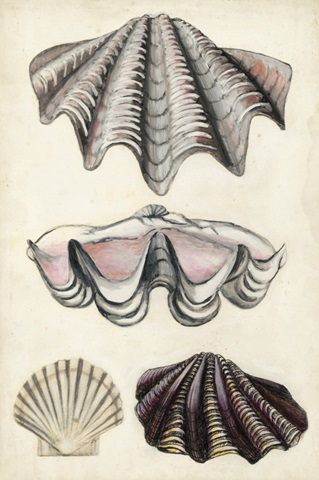 Seashore Field Notes IV