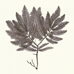 Seaweed Collection I