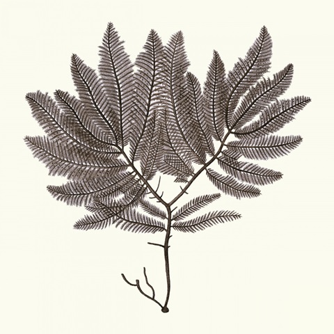 Seaweed Collection I