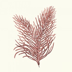 Seaweed Collection II