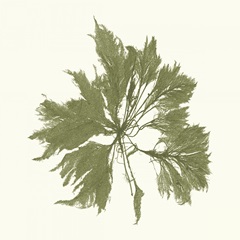 Seaweed Collection III