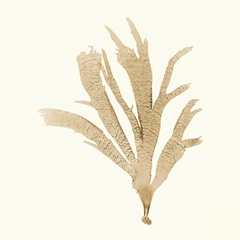 Seaweed Collection IV