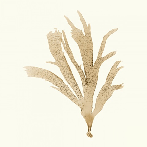 Seaweed Collection IV