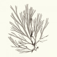 Seaweed Collection IX