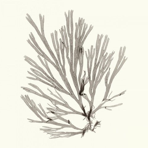 Seaweed Collection IX