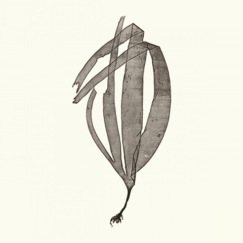 Seaweed Collection V