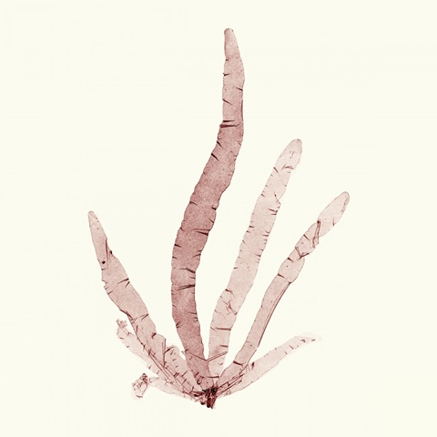 Seaweed Collection VI