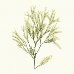 Seaweed Collection VII