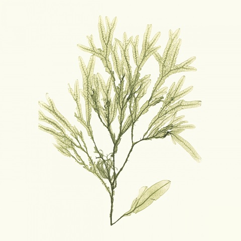 Seaweed Collection VII