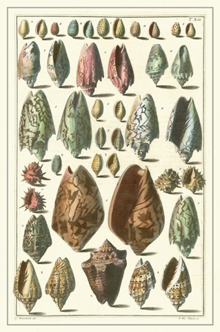 Seba Shell Collection I