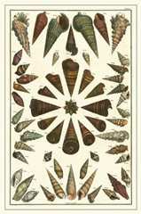 Seba Shell Collection II