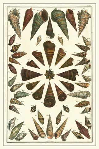 Seba Shell Collection II