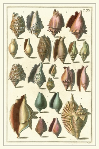 Seba Shell Collection III