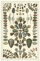 Seba Shell Collection IV