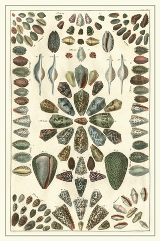 Seba Shell Collection IV