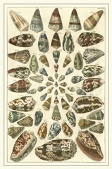 Seba Shell Collection V