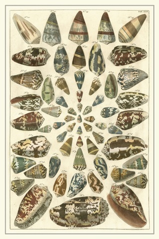 Seba Shell Collection V