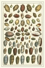 Seba Shell Collection VI