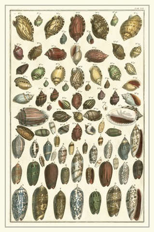 Seba Shell Collection VI