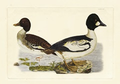 Selby Duck I