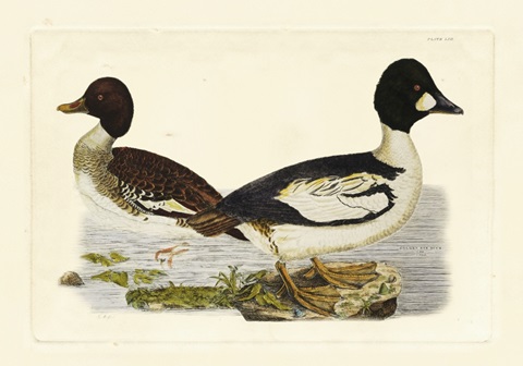 Selby Duck I