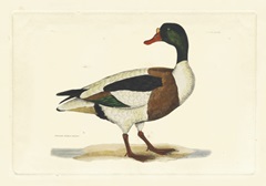 Selby Duck II