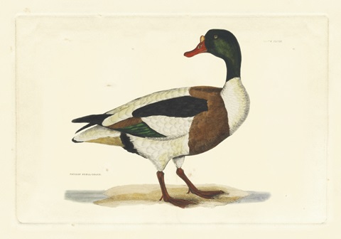 Selby Duck II