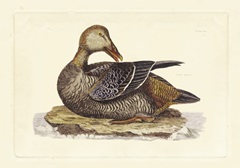 Selby Duck IV