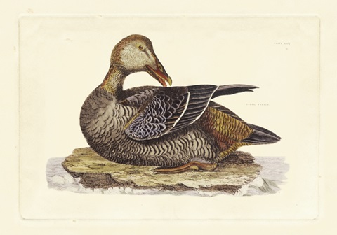 Selby Duck IV