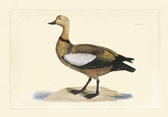 Selby Duck V
