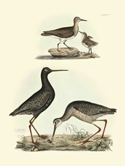 Selby Sandpipers I