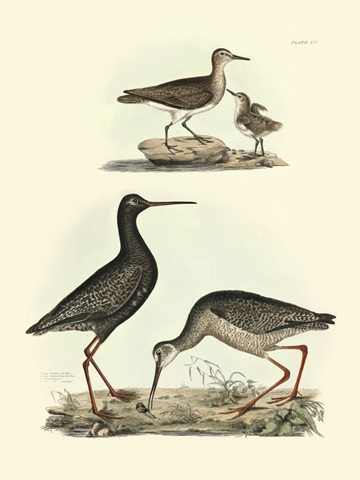 Selby Sandpipers I