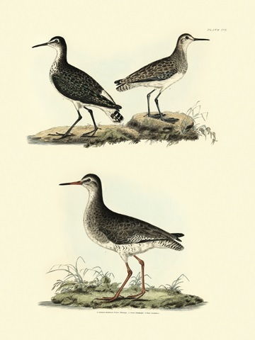 Selby Sandpipers II