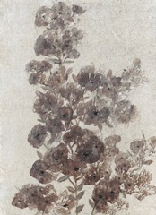 Sepia Flower Study II