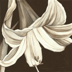 Sepia Lily III