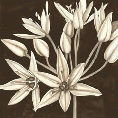 Sepia Lily IV