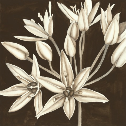Sepia Lily IV