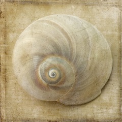 Sepia Shell VI