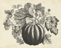 Sepia Squash I