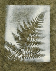 Shadows and Ferns I