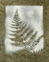 Shadows and Ferns II