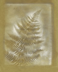 Shadows and Ferns III