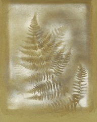 Shadows and Ferns IV
