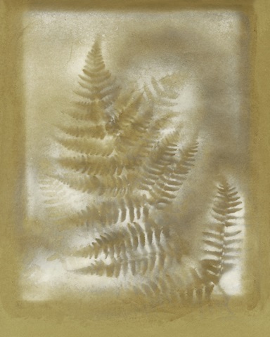 Shadows and Ferns IV