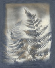Shadows and Ferns V